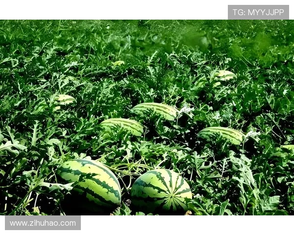 心花路放，西瓜滋味：夏日里的清凉与甜蜜